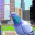 Pigeon Bird Simulator