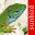 Reptile Id - UK Field Guide 8.8