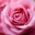 Rose Wallpaper