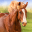 The Horse 1.1.6