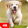 Dog Wallpapers & Puppy 4K 5.8.04