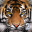 Ultimate Tiger Simulator 2