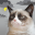 Grumpy Cat Weather 6.0.5