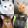 Cats Quiz Guess Popular Breeds