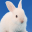 rabbit breeding game